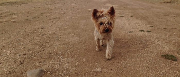Perro Aventurero