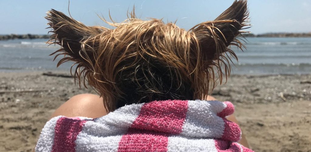 Perrito en playa